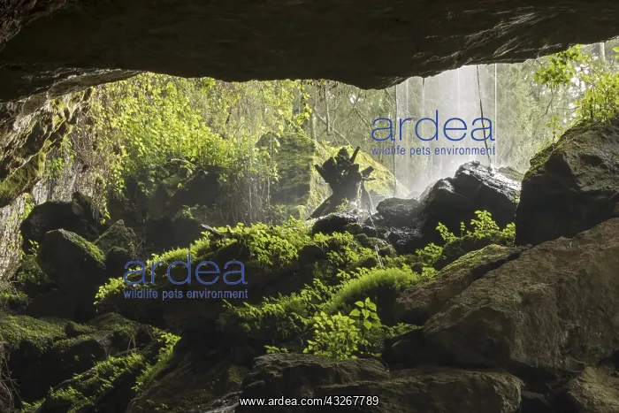 : Water falling at mouth of Kitum cave Mt. Elgon National : Water falling at mouth of Kitum cave Mt. Elgon National