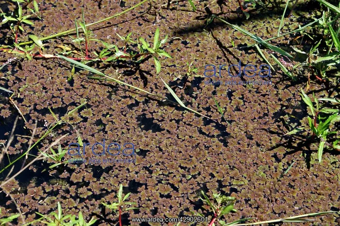 : Water Fern : Water Fern