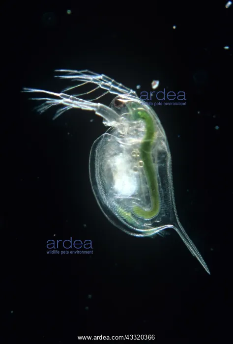 : Water flea : Water flea