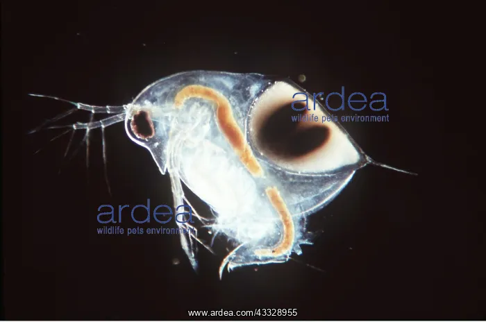 : WATER FLEA / DAPHNIA -with resting egg : WATER FLEA / DAPHNIA -with resting egg