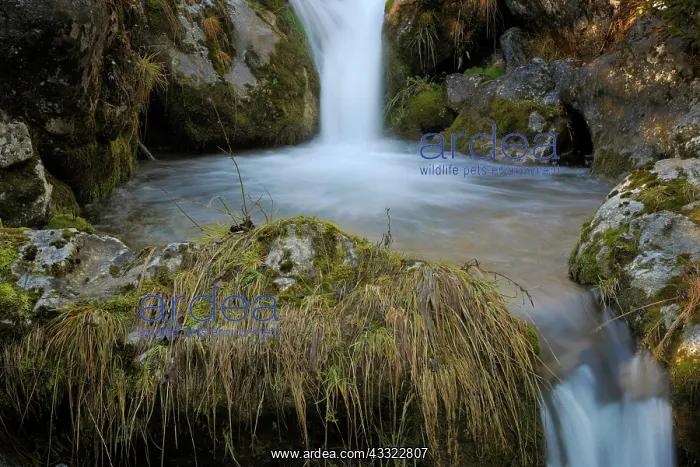 : Water floating in small mountainstream : Water floating in small mountainstream