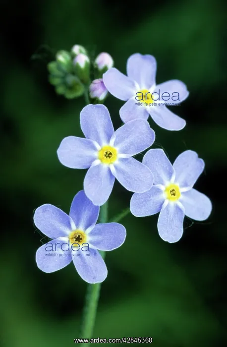 : Water Forget-me-not : Water Forget-me-not