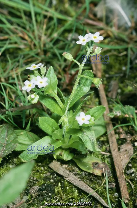 : WATER FORGET-ME-NOT : WATER FORGET-ME-NOT