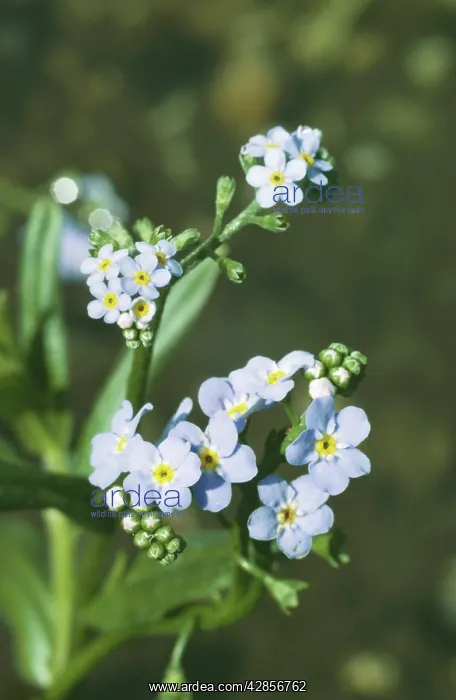 : Water FORGET-ME-NOT - in flower : Water FORGET-ME-NOT - in flower
