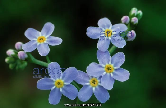 : Water forget-me-not - flowers : Water forget-me-not - flowers