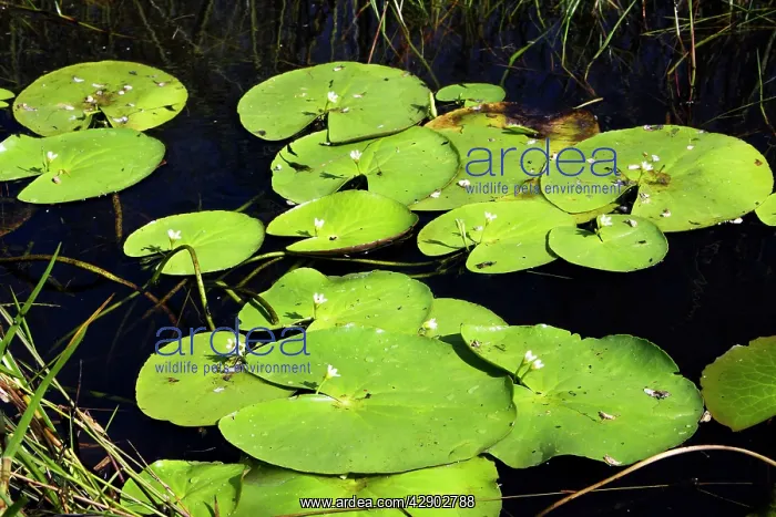 : Water gentian / water snowflake : Water gentian / water snowflake