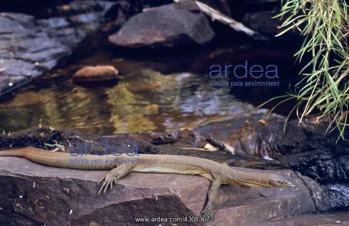 : Water Goanna, Kimberley region, outback Australia : Water Goanna, Kimberley region, outback Australia