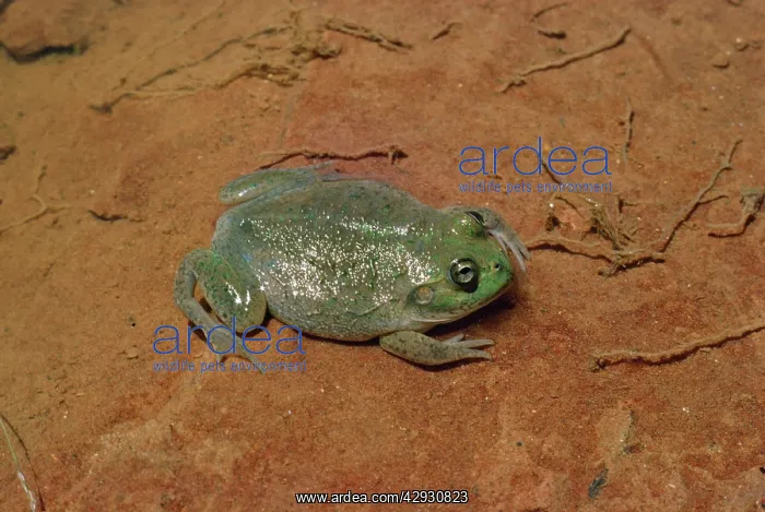 : Water-holding Frog : Water-holding Frog