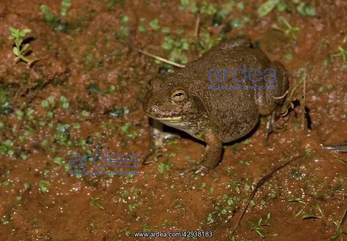 : Water-holding Frog : Water-holding Frog