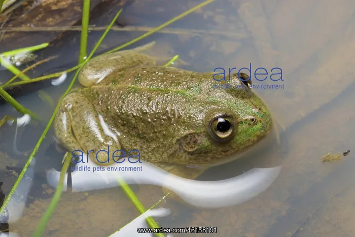 : Water-holding Frog : Water-holding Frog