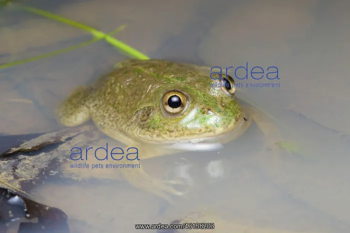 : Water-holding Frog : Water-holding Frog