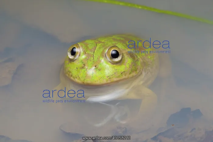 : Water-holding Frog : Water-holding Frog