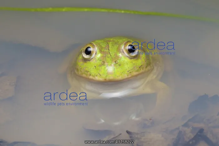 : Water-holding Frog : Water-holding Frog