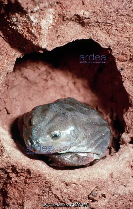 : Water-holding Frog - in burrow : Water-holding Frog - in burrow