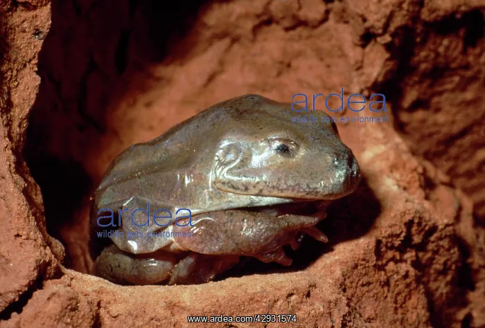 : Water-holding Frog - covered with dry skin in underground : Water-holding Frog - covered with dry skin in underground