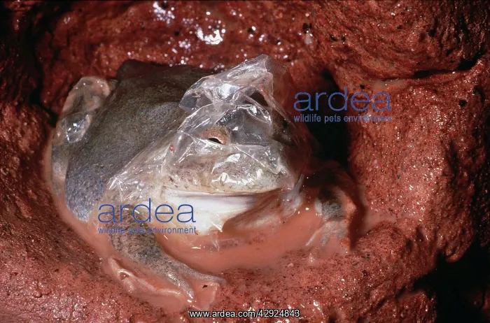 : Water-Holding Frog - in underground chamber - shedding : Water-Holding Frog - in underground chamber - shedding