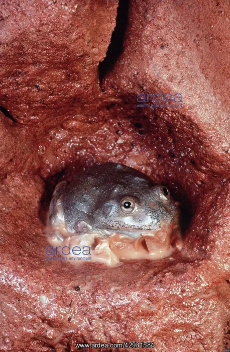: Water-Holding Frog - in underground chamber - shedding : Water-Holding Frog - in underground chamber - shedding