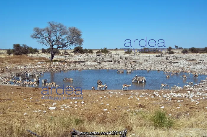 : Water hole - various species drinking : Water hole - various species drinking