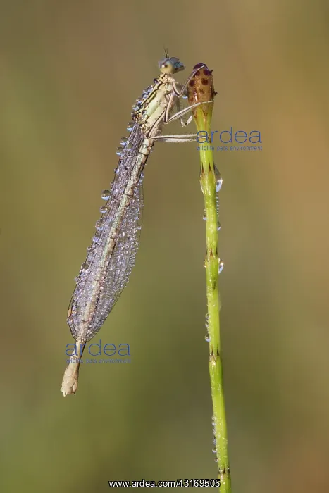 : Water Horsetail : Water Horsetail