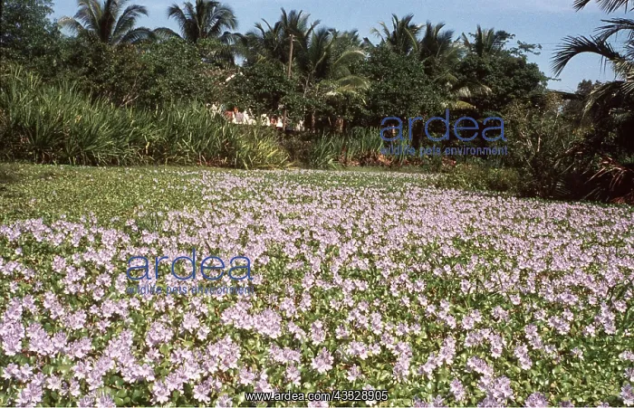 : WATER HYACINTH - choking waterway : WATER HYACINTH - choking waterway