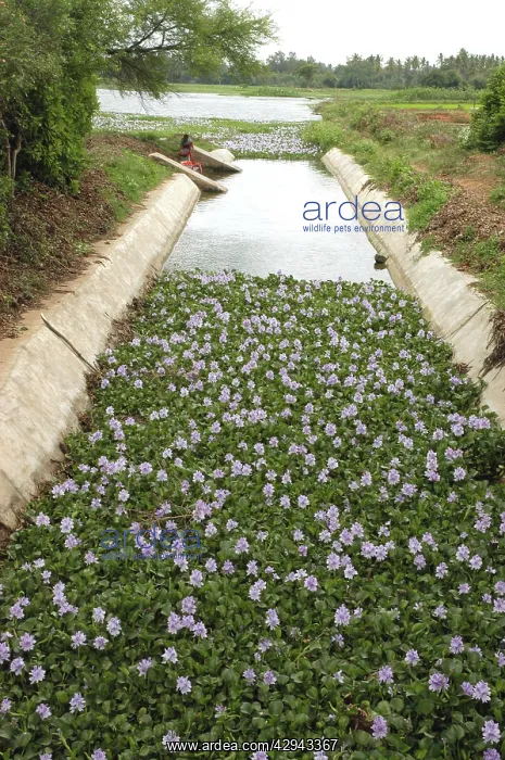 : Water Hyacinth: floating macrophyte clogs up water : Water Hyacinth: floating macrophyte clogs up water