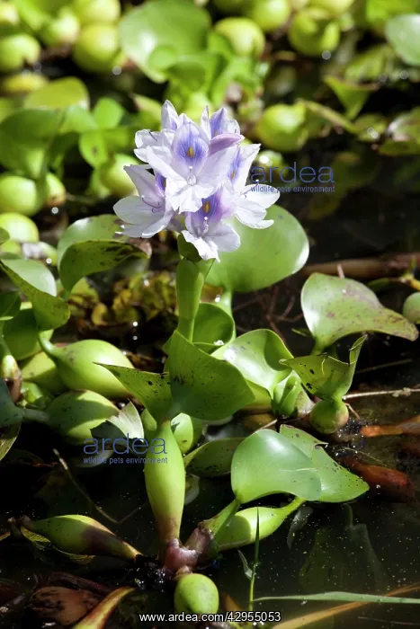: Water Hyacinth - flower - invading : Water Hyacinth - flower - invading