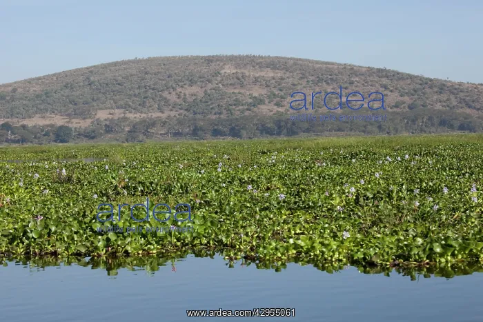 : Water Hyacinth - invading : Water Hyacinth - invading