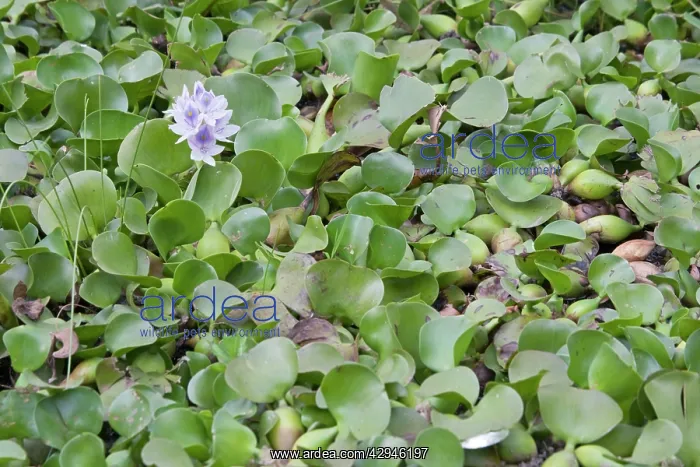 : Water Hyacinth Plants : Water Hyacinth Plants