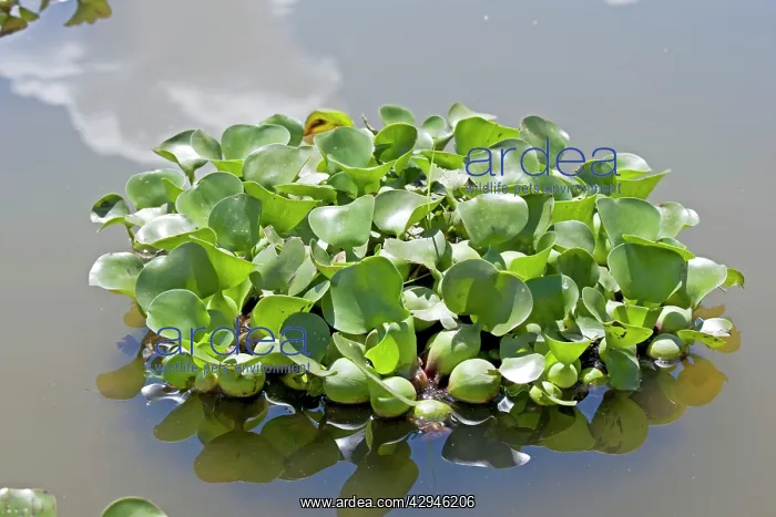  : Water Hyacinth Plants