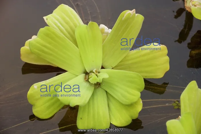 : Water lettuce (or water cabbage) : Water lettuce (or water cabbage)