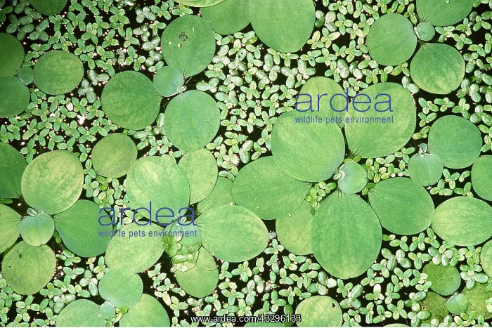 : WATER LETTUCE - on surface of pond : WATER LETTUCE - on surface of pond
