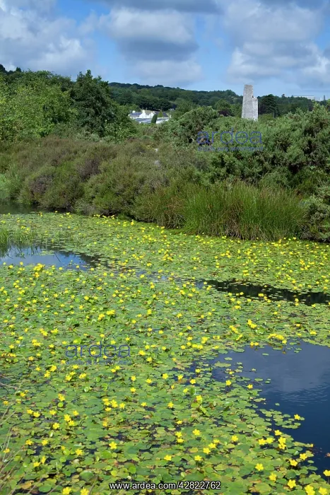 : Water Lilies on Bissoe Valley Pond : Water Lilies on Bissoe Valley Pond