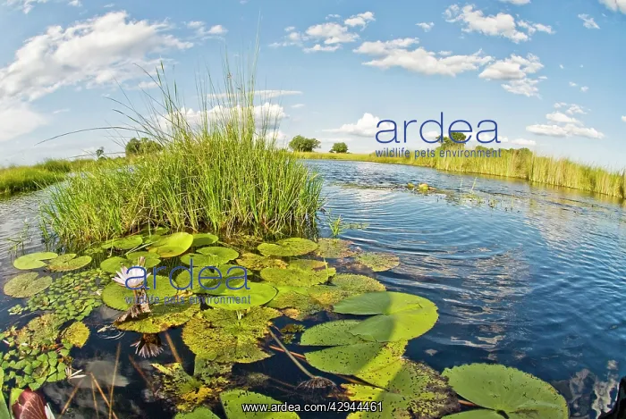 : Water lilies and reeds : Water lilies and reeds