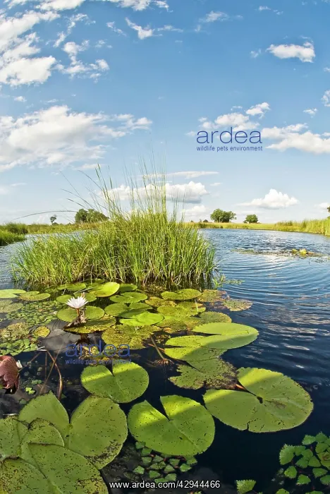 : Water lilies and reeds : Water lilies and reeds