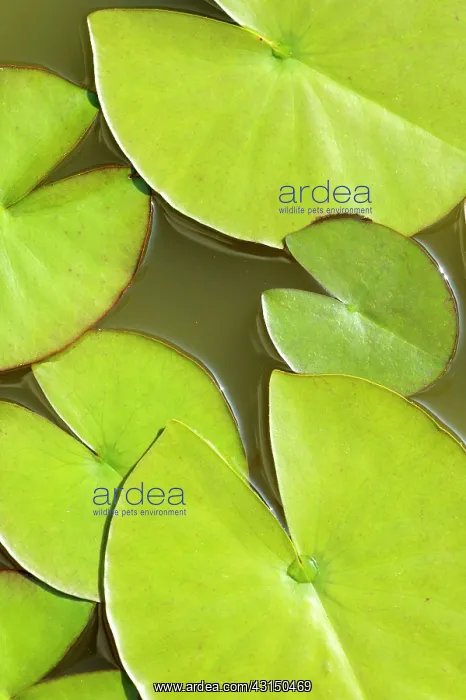 : Water lilly, Nymphaea, Aerial view of green leaves on water : Water lilly, Nymphaea, Aerial view of green leaves on water