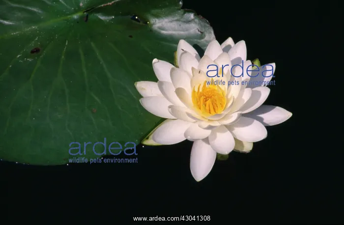 : Water lily : Water lily