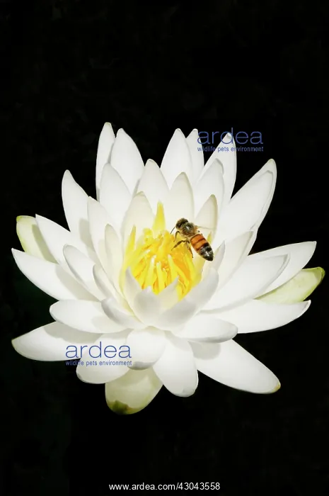 : Water lily : Water lily