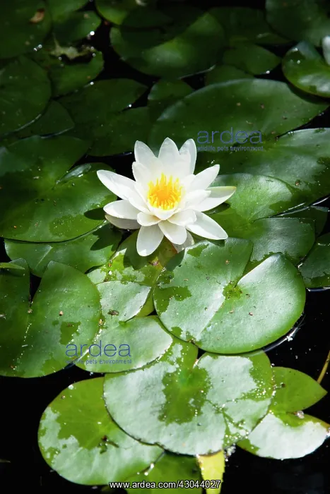 : Water lily : Water lily