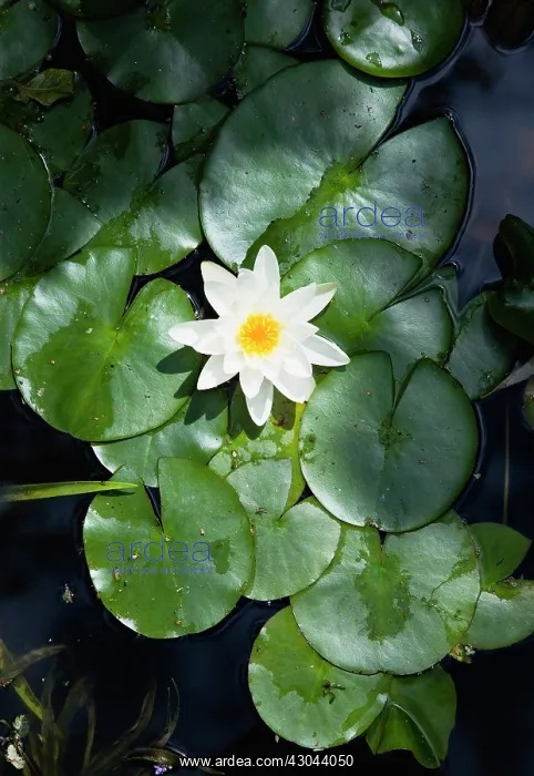 : Water lily : Water lily