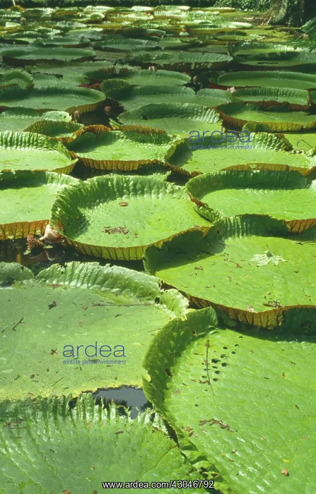 : Water lily : Water lily