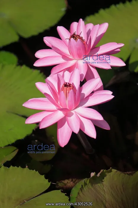 : Water lily : Water lily