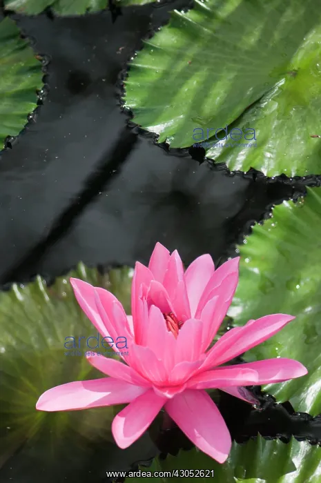 : Water lily : Water lily
