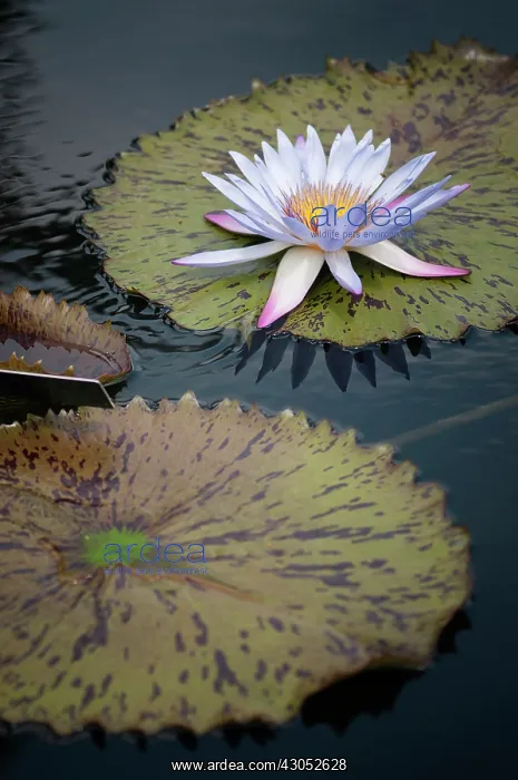 : Water lily : Water lily