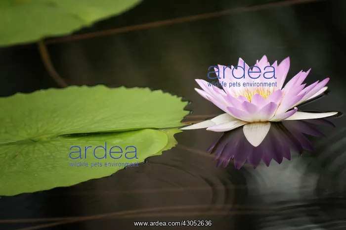: Water lily : Water lily