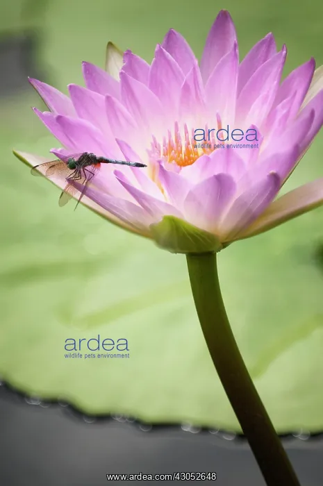 : Water lily : Water lily