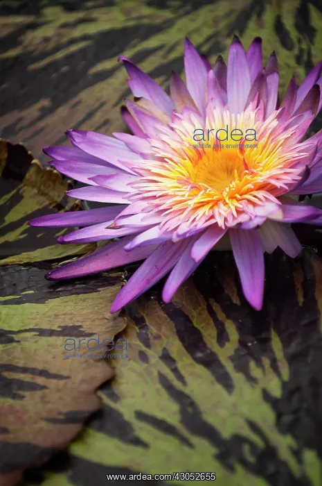 : Water lily : Water lily