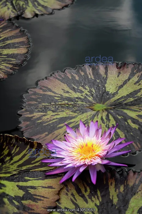 : Water lily : Water lily