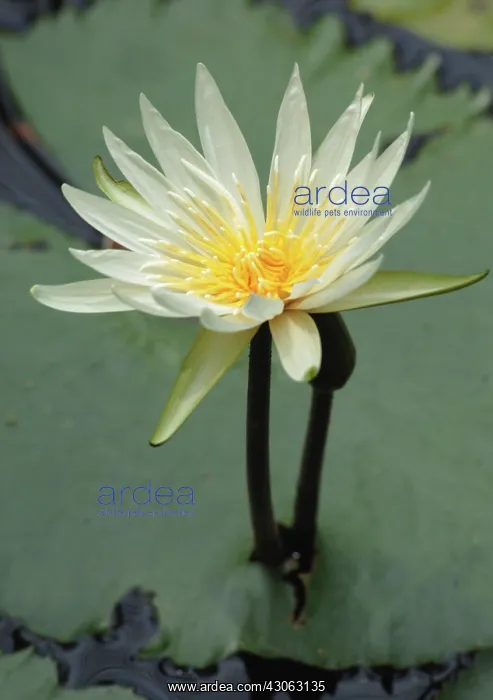 : Water lily : Water lily