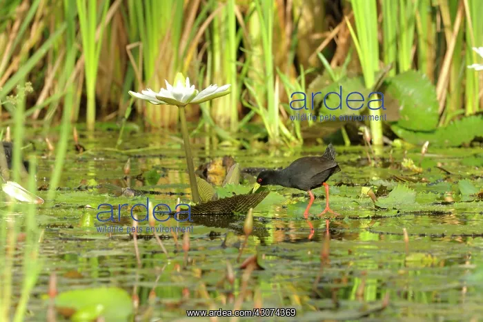 : Water Lily : Water Lily