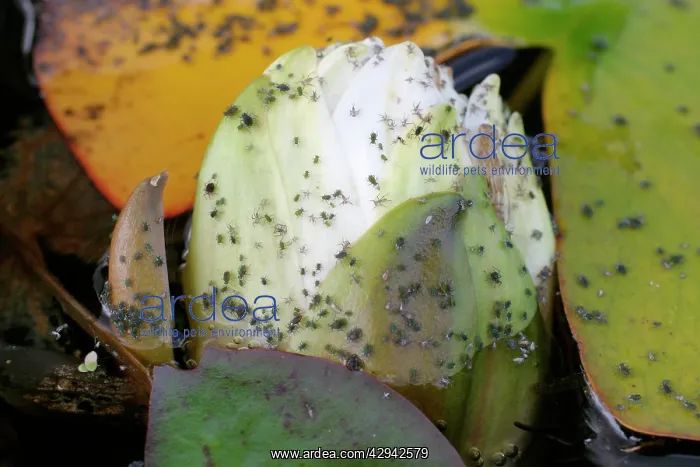  : Water Lily Aphids infest both the flowers and leaves